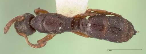 Hypoponera aliena specimen FOCOL0976 image focol0976_1