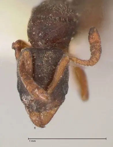 Hypoponera aliena specimen FOCOL0976 image focol0976_2
