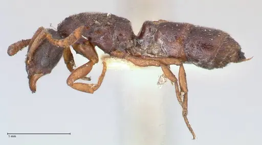 Hypoponera aliena specimen FOCOL0976 image focol0976_3