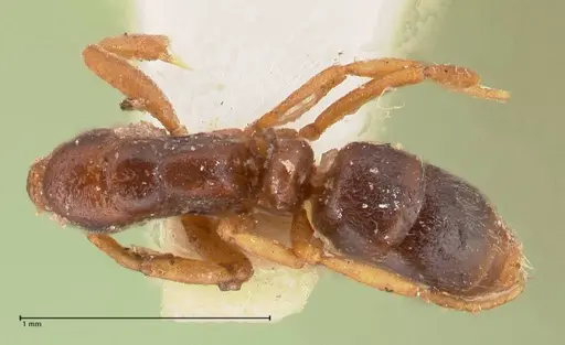 Hypoponera aliena specimen FOCOL0977 image focol0977_1