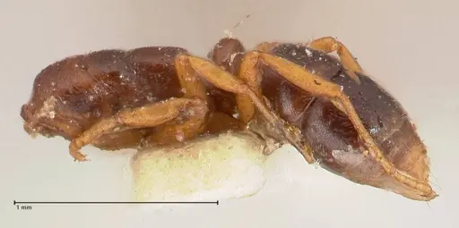 Hypoponera aliena specimen FOCOL0977 image focol0977_2