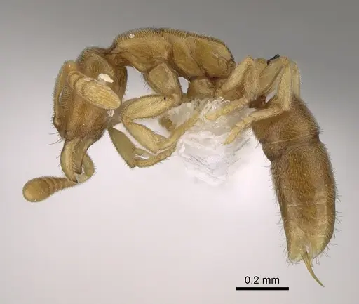 Hypoponera angustata specimen CASENT0226555 image casent0226555_1