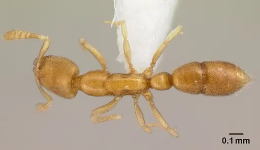 Hypoponera angustata specimen CASENT0226559 image casent0226559_1