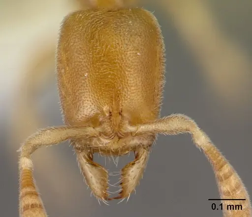Hypoponera angustata specimen CASENT0226559 image casent0226559_2