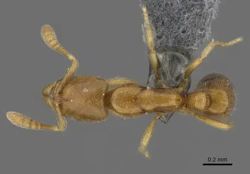 Hypoponera angustata specimen CASENT0784819 image casent0784819_1