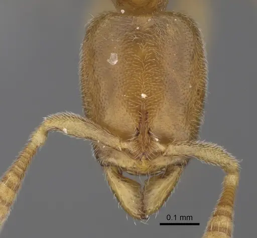 Hypoponera angustata specimen CASENT0784819 image casent0784819_2