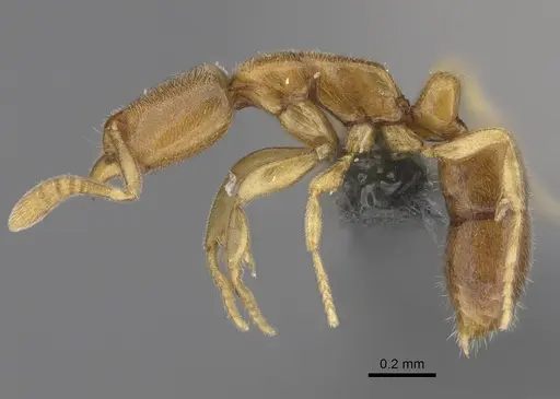 Hypoponera angustata specimen CASENT0784819 image casent0784819_3