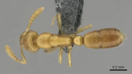 Hypoponera angustata specimen CASENT0818300 image casent0818300_1