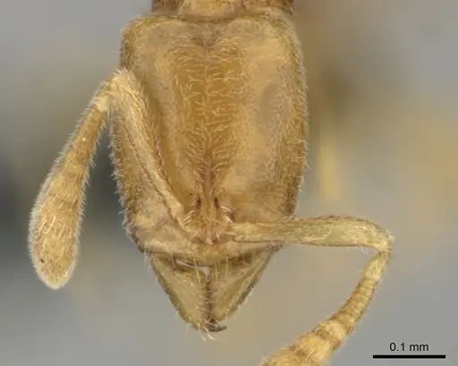 Hypoponera angustata specimen CASENT0818300 image casent0818300_2