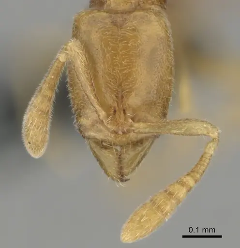 Hypoponera angustata specimen CASENT0818300 image casent0818300_3
