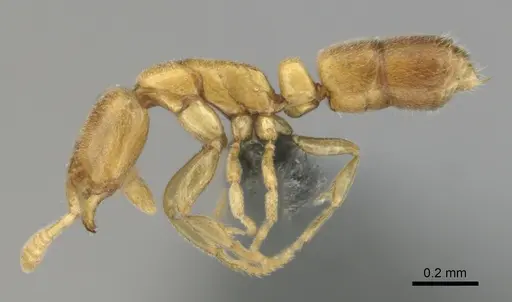 Hypoponera angustata specimen CASENT0818300 image casent0818300_4