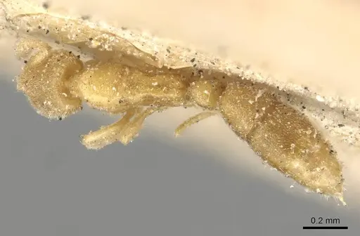 Hypoponera angustata specimen CASENT0915186 image casent0915186_1