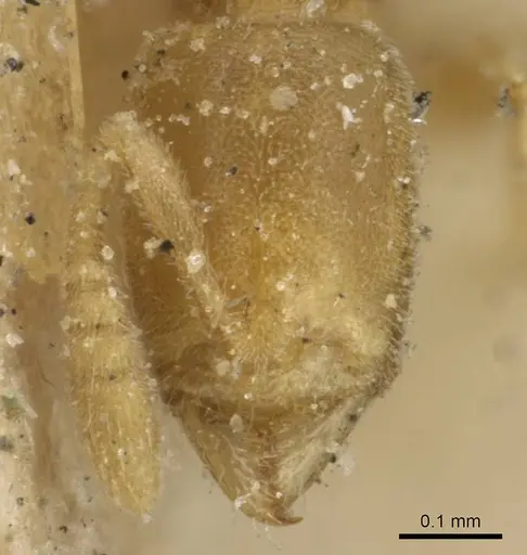 Hypoponera angustata specimen CASENT0915186 image casent0915186_2