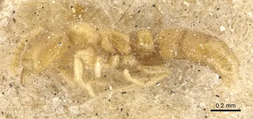 Hypoponera angustata specimen CASENT0915186 image casent0915186_3