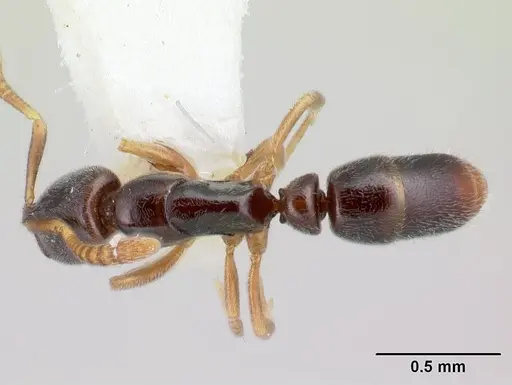 Hypoponera aprora specimen CASENT0192382 image casent0192382_1