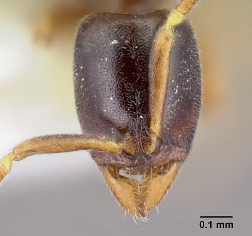 Hypoponera aprora specimen CASENT0192382 image casent0192382_2