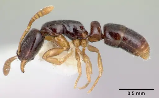 Hypoponera aprora specimen CASENT0192382 image casent0192382_3