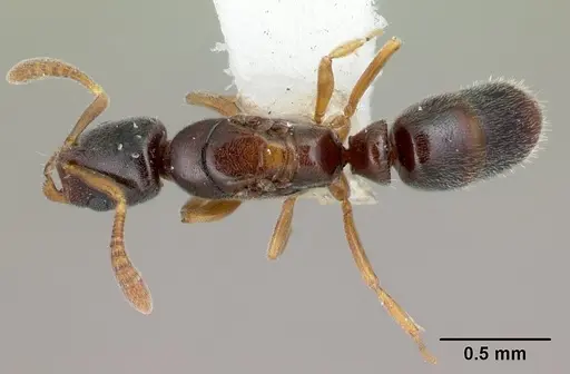Hypoponera aprora specimen CASENT0192385 image casent0192385_1