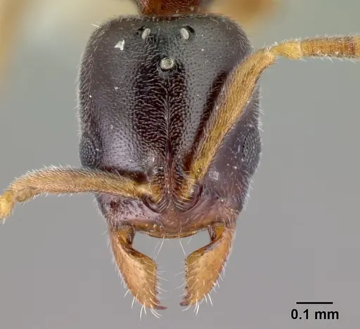 Hypoponera aprora specimen CASENT0192385 image casent0192385_2