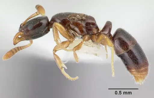 Hypoponera aprora specimen CASENT0192385 image casent0192385_3