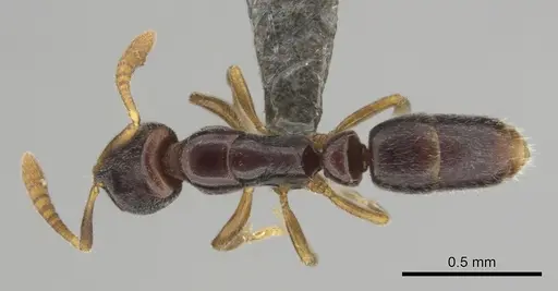 Hypoponera aprora specimen CASENT0250762 image casent0250762_1