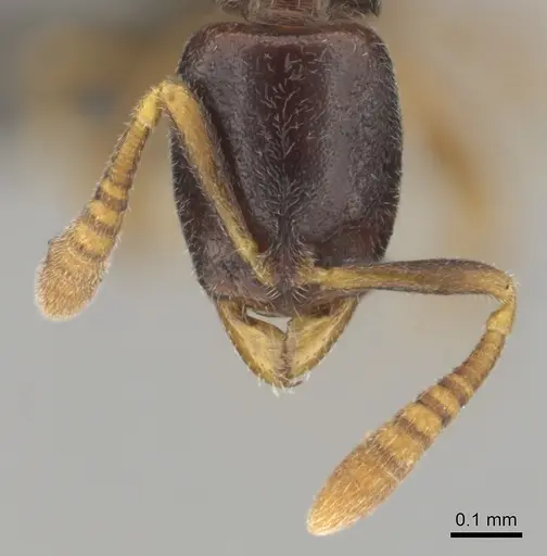 Hypoponera aprora specimen CASENT0250762 image casent0250762_3