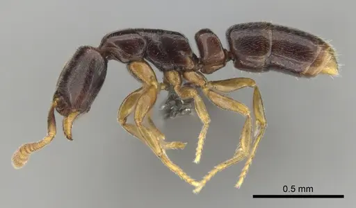 Hypoponera aprora specimen CASENT0250762 image casent0250762_4