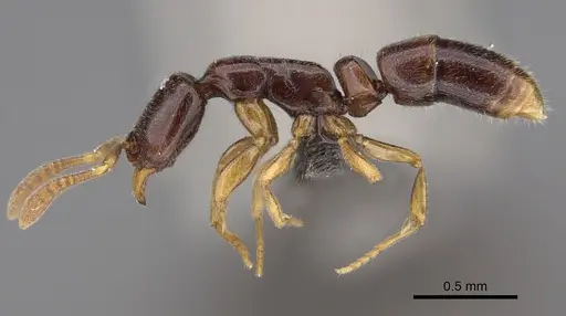 Hypoponera aprora specimen CASENT0820678 image casent0820678_1
