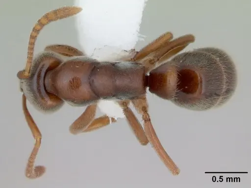 Hypoponera argentina specimen CASENT0173710 image casent0173710_1