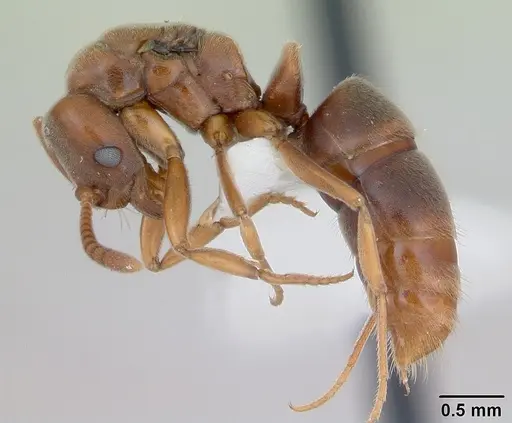 Hypoponera argentina specimen CASENT0173711 image casent0173711_3