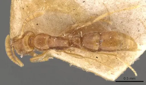 Hypoponera assmuthi specimen CASENT0907298 image casent0907298_1