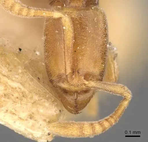 Hypoponera assmuthi specimen CASENT0907298 image casent0907298_2