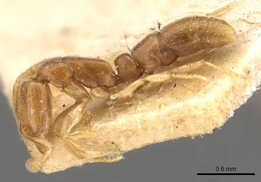 Hypoponera assmuthi specimen CASENT0907298 image casent0907298_3