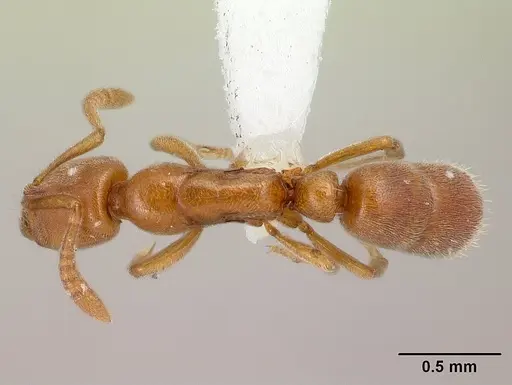 Hypoponera austra specimen CASENT0010977 image casent0010977_1