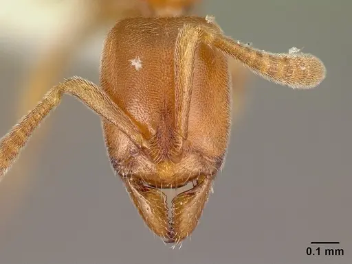 Hypoponera austra specimen CASENT0010977 image casent0010977_2