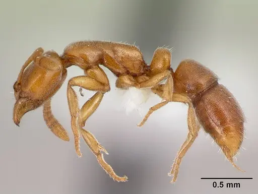 Hypoponera austra specimen CASENT0010977 image casent0010977_3