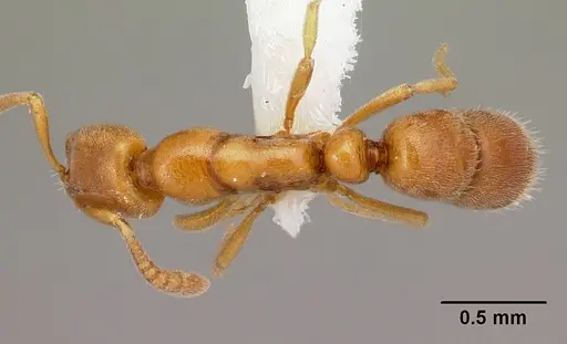 Hypoponera austra specimen CASENT0217344 image casent0217344_1