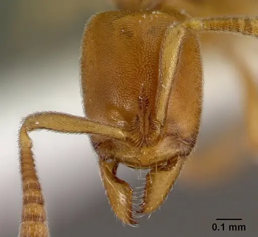 Hypoponera austra specimen CASENT0217344 image casent0217344_2