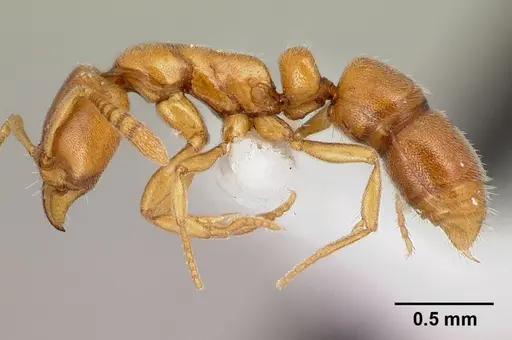 Hypoponera austra specimen CASENT0217344 image casent0217344_3