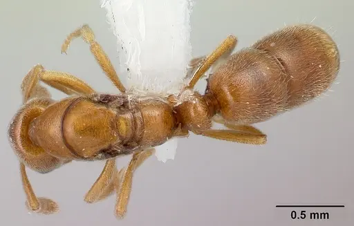 Hypoponera austra specimen CASENT0217346 image casent0217346_1
