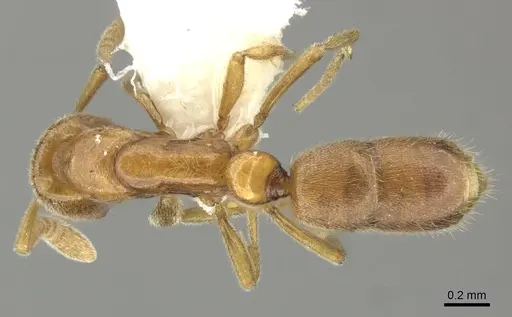 Hypoponera austra specimen CASENT0270528 image casent0270528_1