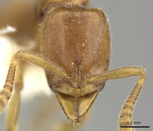 Hypoponera austra specimen CASENT0270528 image casent0270528_2