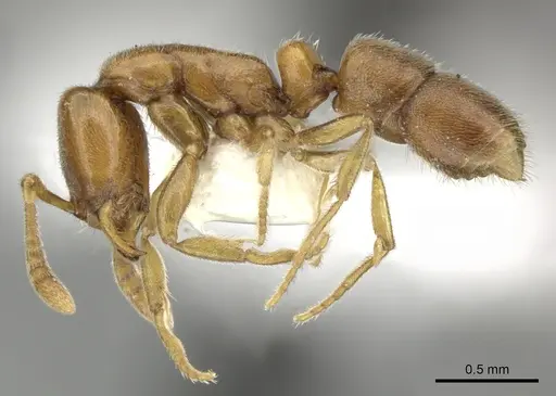 Hypoponera austra specimen CASENT0270528 image casent0270528_3
