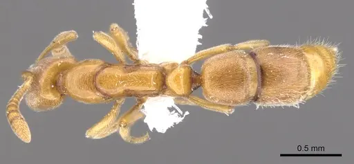 Hypoponera austra specimen CASENT0902559 image casent0902559_1