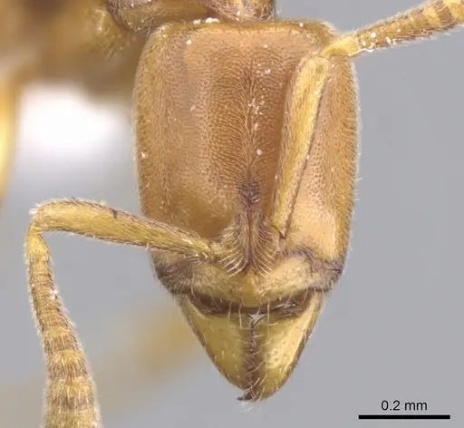 Hypoponera austra specimen CASENT0902559 image casent0902559_2