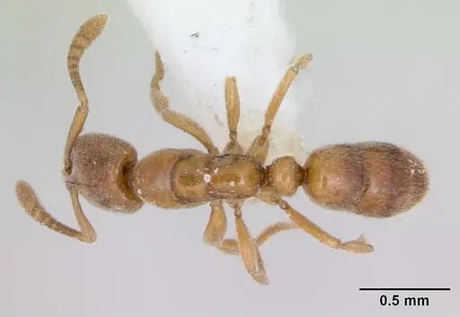 Hypoponera beebei specimen CASENT0173306 image casent0173306_1