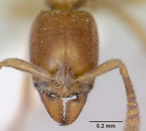 Hypoponera beebei specimen CASENT0173306 image casent0173306_2