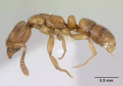 Hypoponera beebei specimen CASENT0173306 image casent0173306_3
