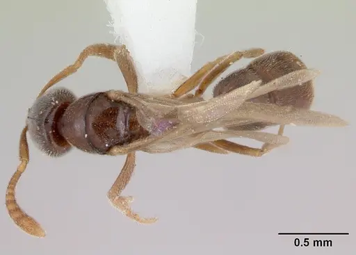 Hypoponera beebei specimen CASENT0173307 image casent0173307_1