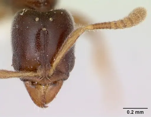 Hypoponera beebei specimen CASENT0173307 image casent0173307_2